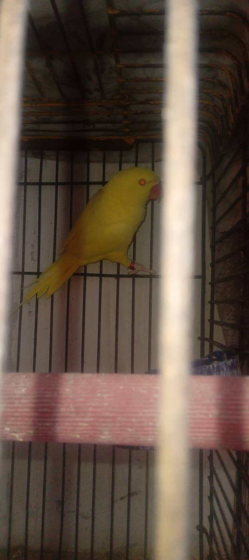 yellow ringneck parrot female 3