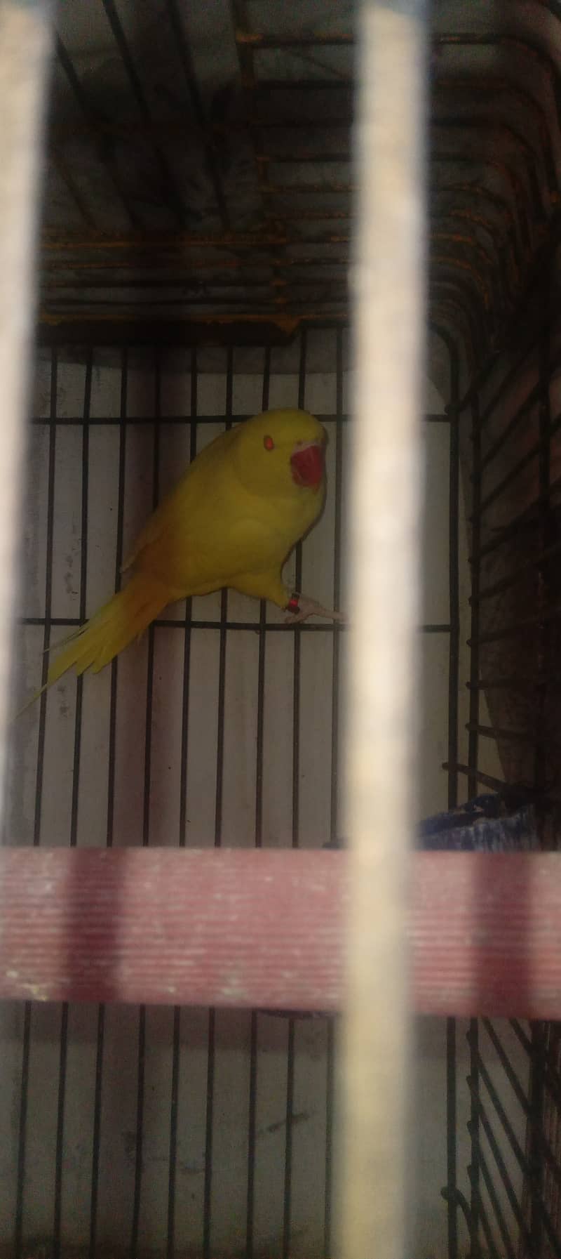 yellow ringneck parrot female 4