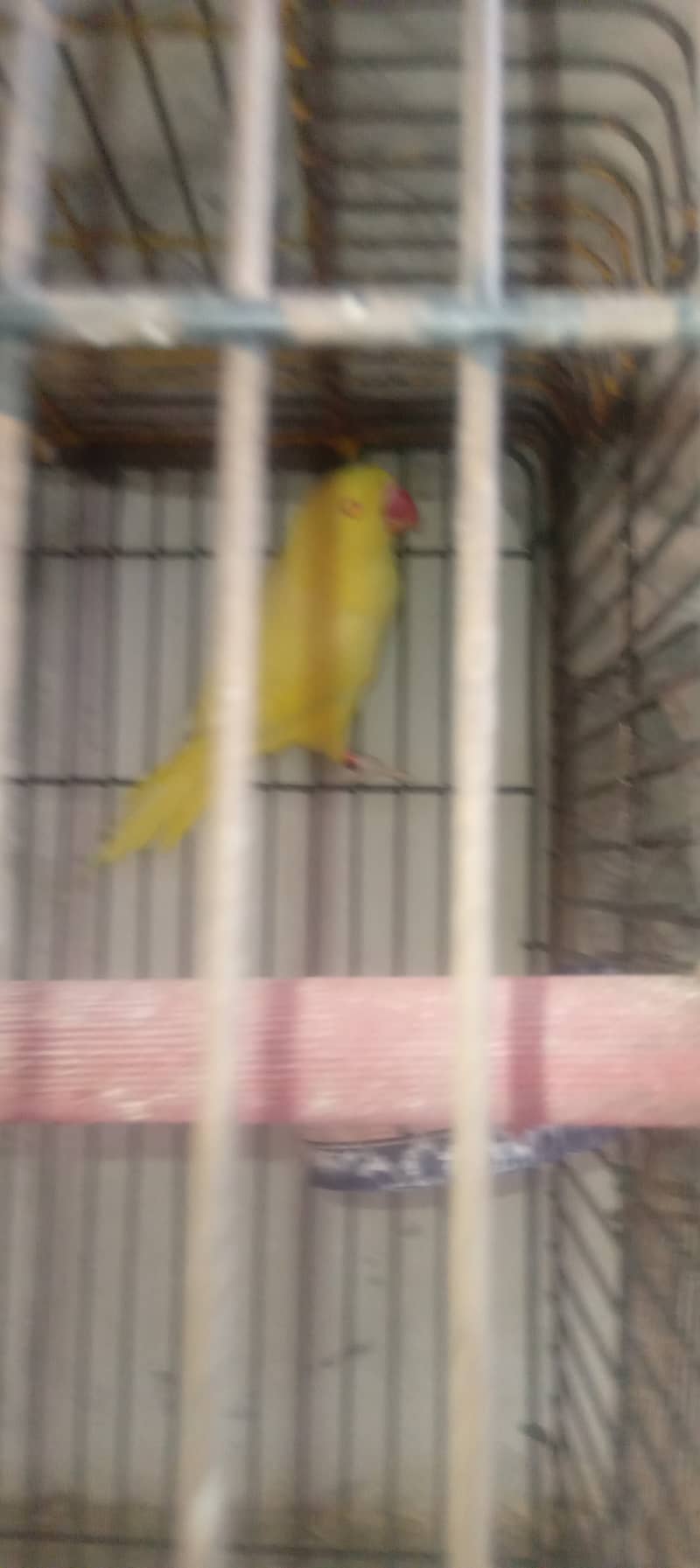 yellow ringneck parrot female 5