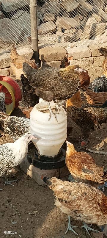 Golden misri hen | desi murghi |  مرغی | ready to eggs laying 0