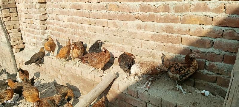 Golden misri hen | desi murghi |  مرغی | ready to eggs laying 3