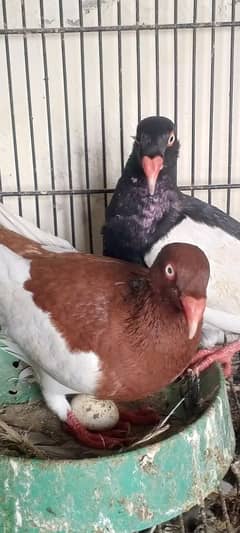 danish pigeon.     fancy pigeons