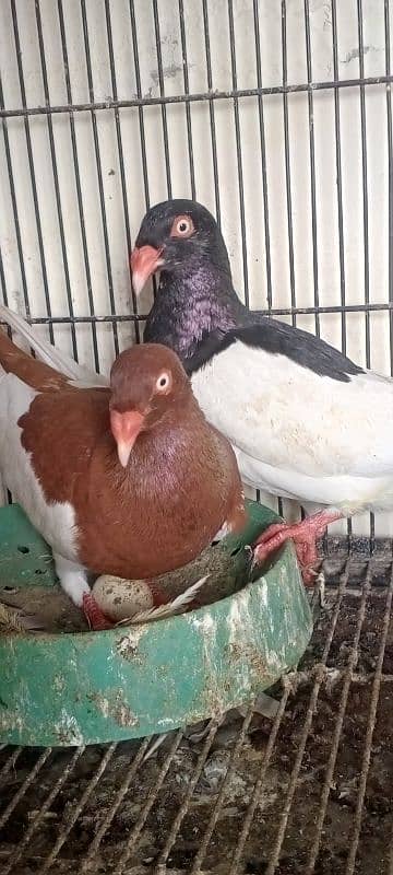 danish pigeon.     fancy pigeons 1