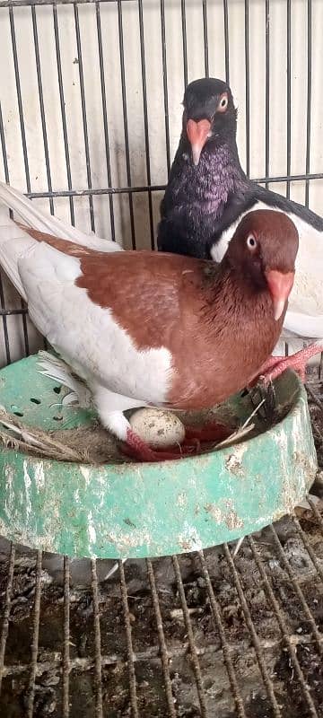 danish pigeon.     fancy pigeons 2