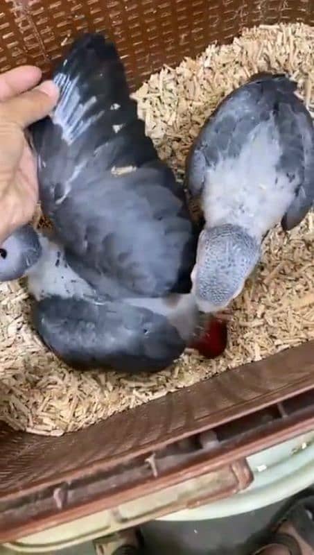 African Grey Parrot chicks for sale03319974101 1