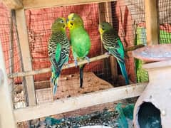 Australian Parrot 6 Pcs