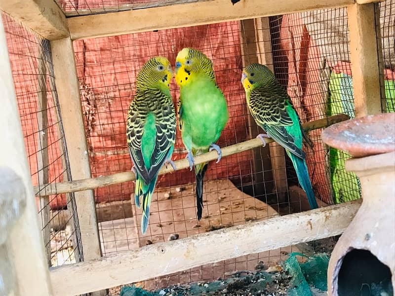 Australian Parrot 6 Pcs 2