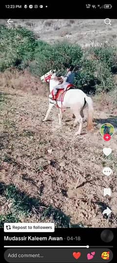 chambali female horse for sale