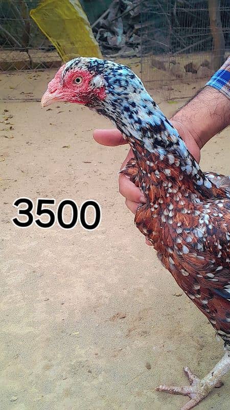 aseel hen female 0