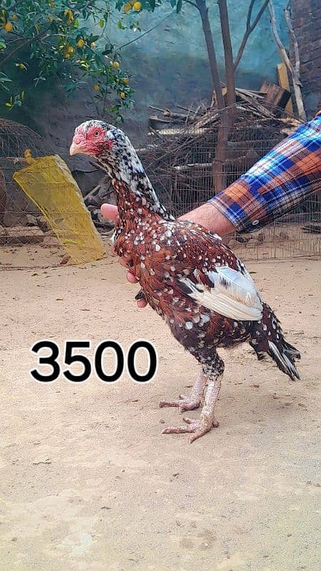 aseel hen female 1