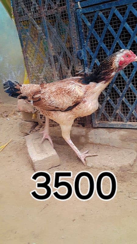 aseel hen female 2