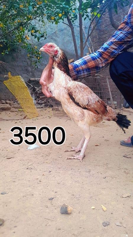 aseel hen female 3