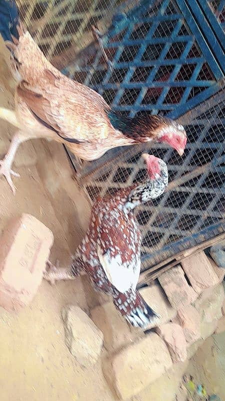 aseel hen female 4