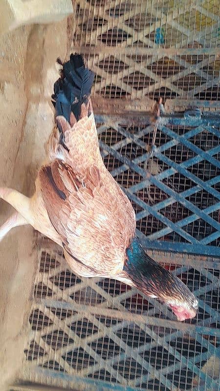 aseel hen female 6