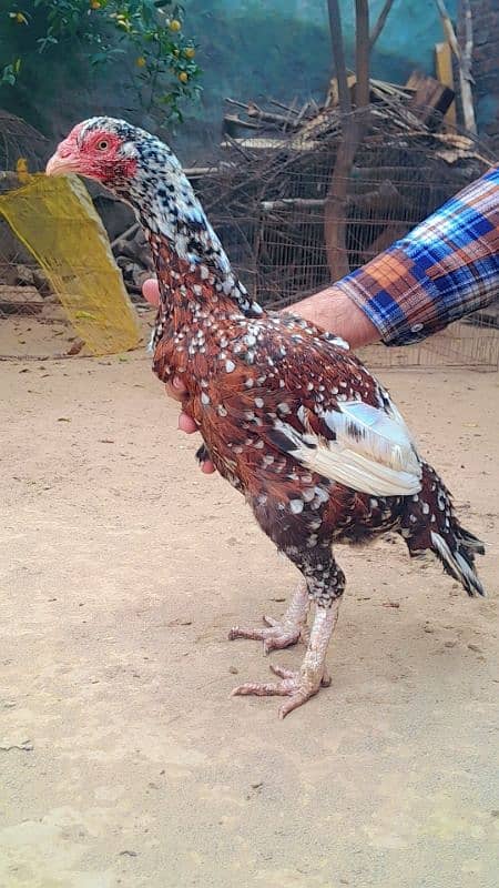 aseel hen female 9