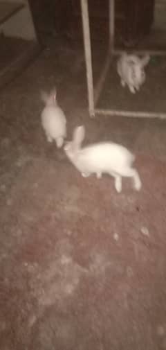 Rabbits urgent 03368760198