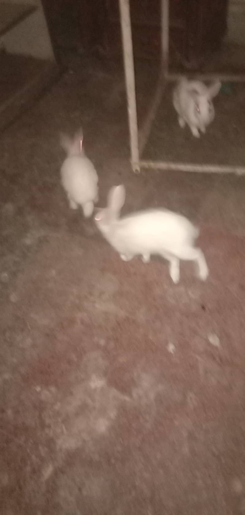 Rabbits urgent 03368760198 0