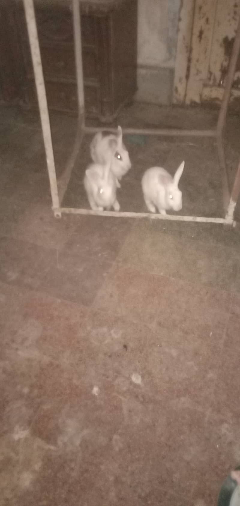 Rabbits urgent 03368760198 1