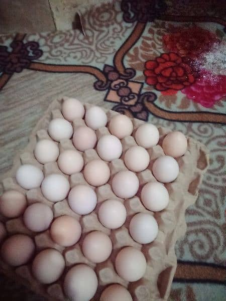 eggs available 480 rupy dozen 0