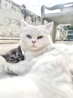 Persian Cat Odd Eyes (Female) with Kittens for sale