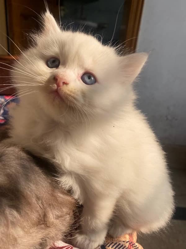 Persian Cat  (Female) with Kittens for sale 1