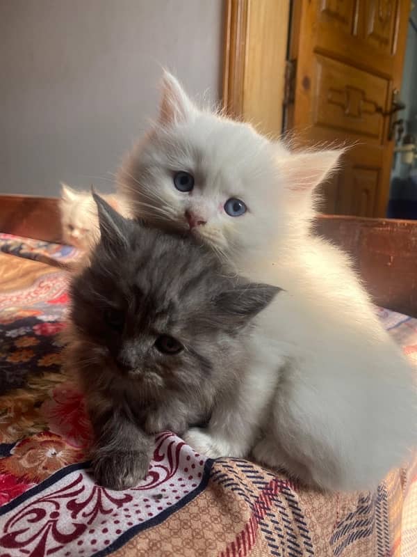 Persian Cat  (Female) with Kittens for sale 2