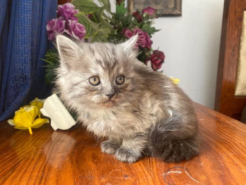 Persian Cat  (Female) with Kittens for sale 3