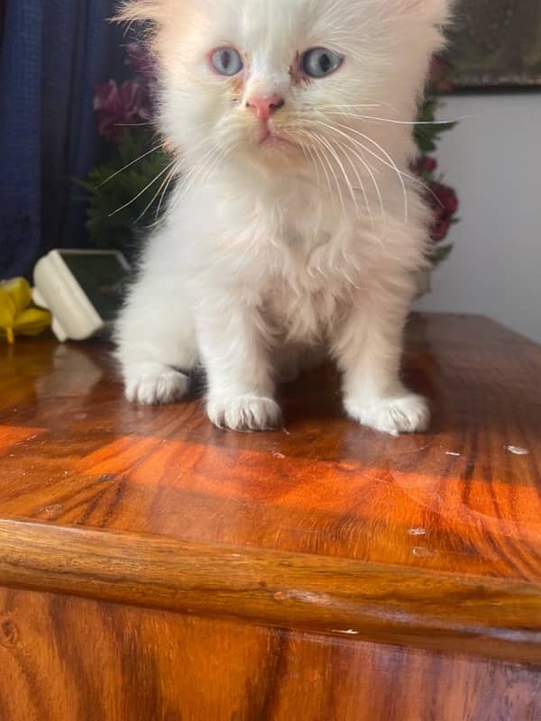 Persian Cat  (Female) with Kittens for sale 4