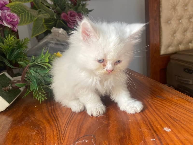 Persian Cat  (Female) with Kittens for sale 5