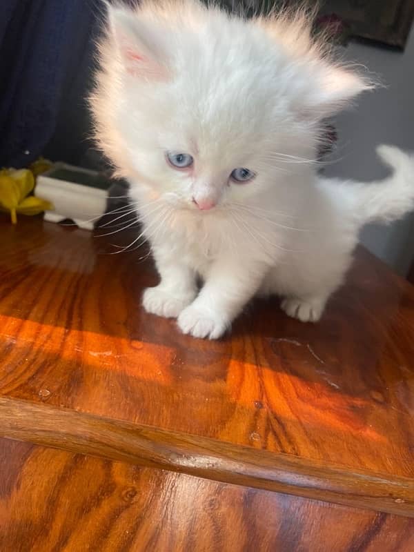 Persian Cat  (Female) with Kittens for sale 6