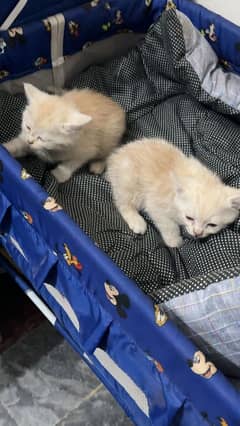 Persian kitten Double coated for sale