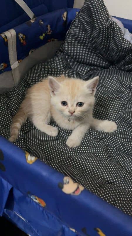 Persian kitten Double coated for sale 1