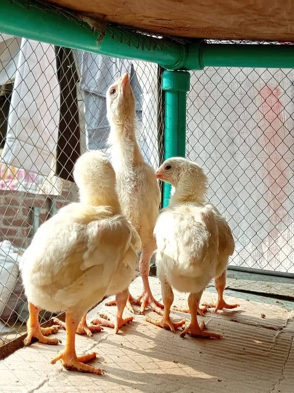 HEERA ASEEL chicks for sale 0