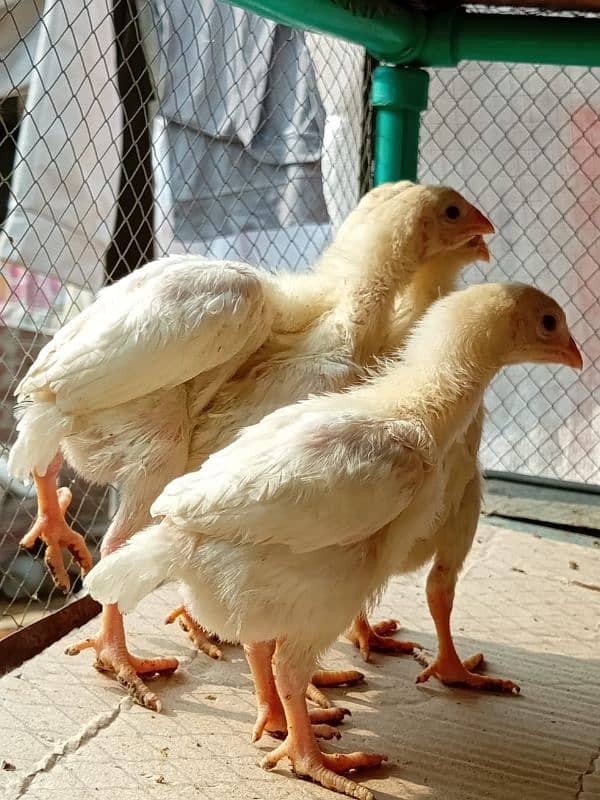 HEERA ASEEL chicks for sale 1