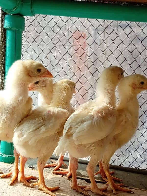 HEERA ASEEL chicks for sale 2