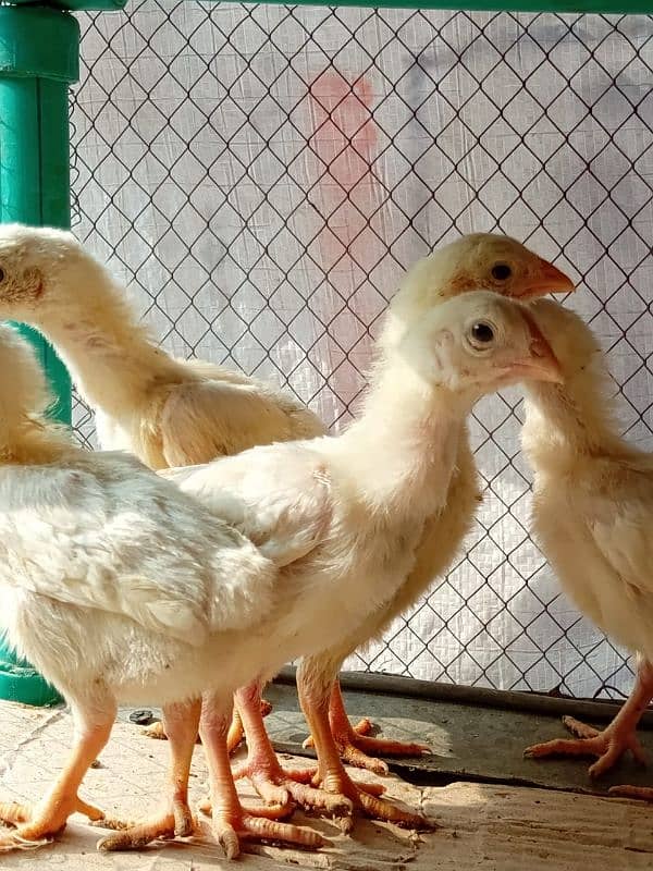 HEERA ASEEL chicks for sale 3