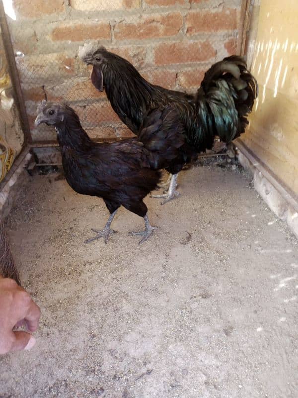 ayam cemani breeder pair and 1 piece silky hen male for sale. 0