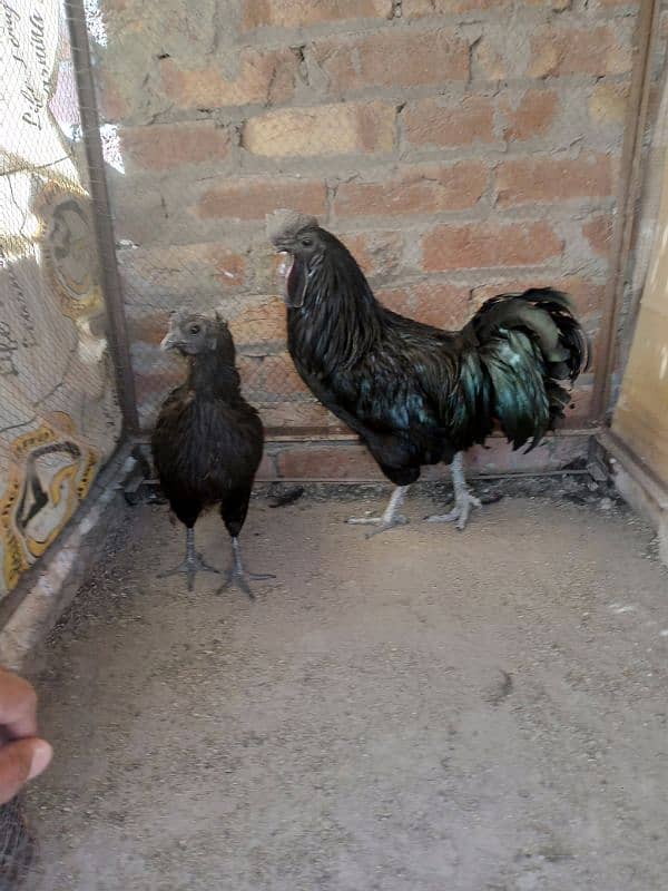 ayam cemani breeder pair and 1 piece silky hen male for sale. 1