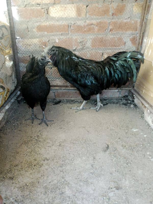 ayam cemani breeder pair and 1 piece silky hen male for sale. 2