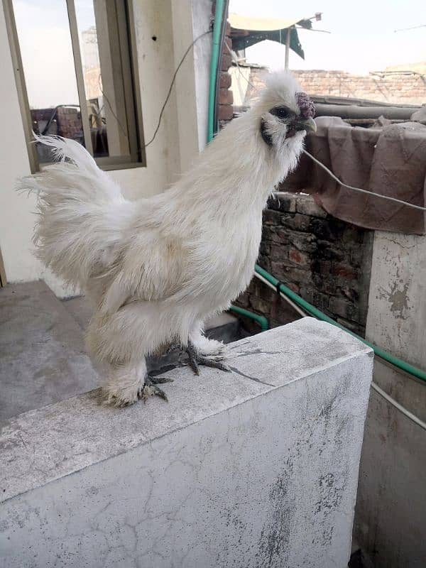 ayam cemani breeder pair and 1 piece silky hen male for sale. 5