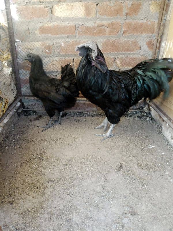 ayam cemani breeder pair and 1 piece silky hen male for sale. 6