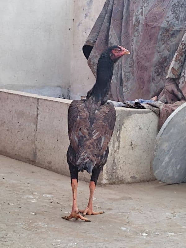 Queen Shamo best quality female available 1