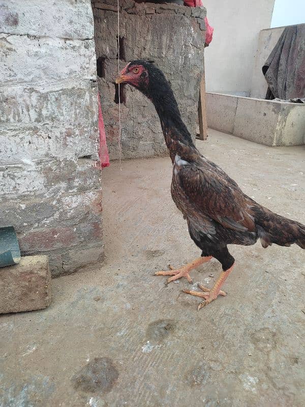 Queen Shamo best quality female available 2