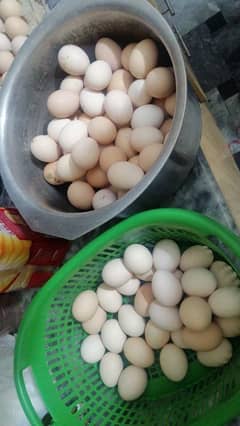 Desi Eggs Available