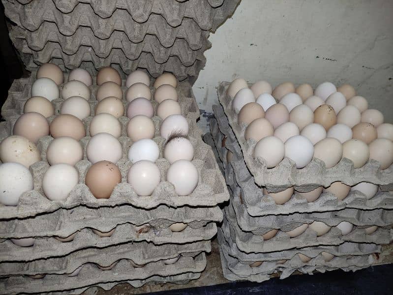 Desi Eggs Available 2