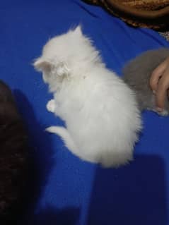 Persian Or British Cats available