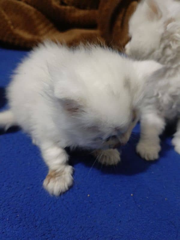 Persian Cats available 0