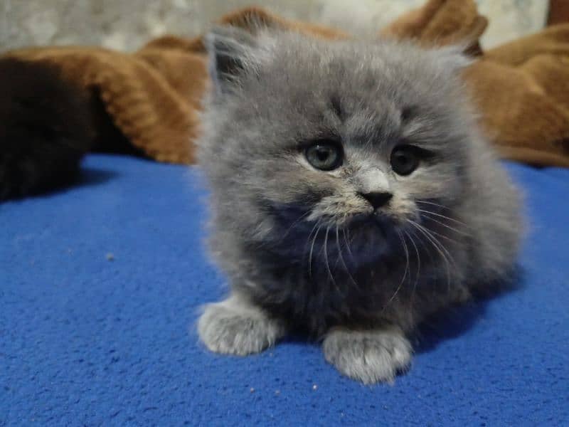 Persian Cats available 3