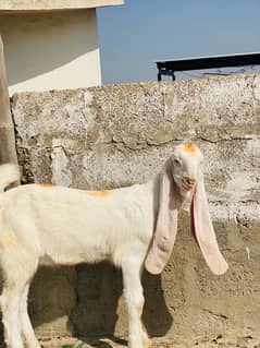 MASHALLAH GULABI PURE BACHA FOR SALE  PINK nose