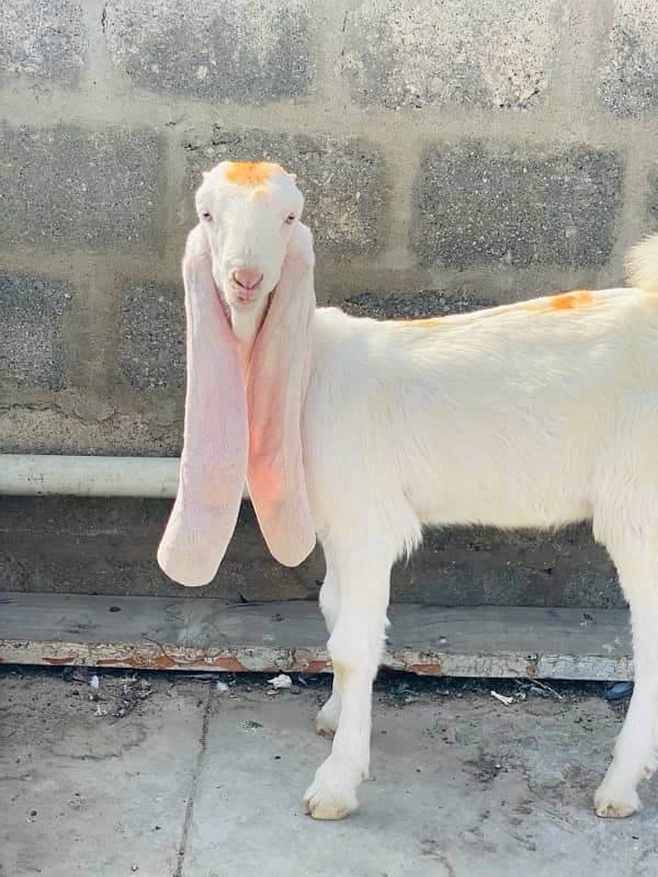 MASHALLAH GULABI PURE BACHA FOR SALE  PINK nose 1